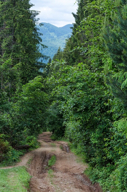 Camino de tierra en el bosque a las montañas en verano