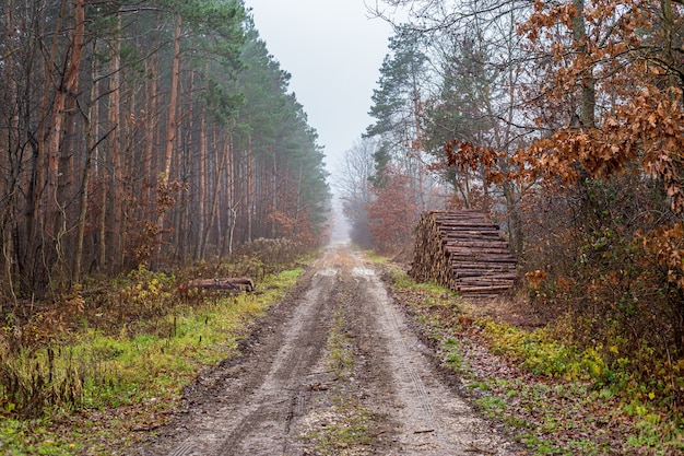 Camino de tierra en el bosque neblinoso a finales de otoño