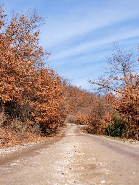 un camino de tierra en el bosque de otoño