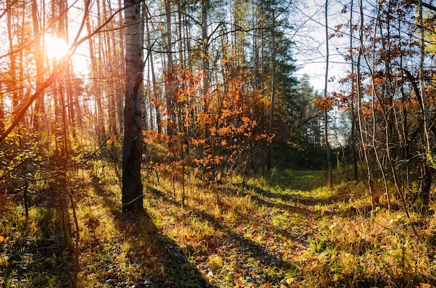 Camino de tierra en el bosque de pinos en otoño