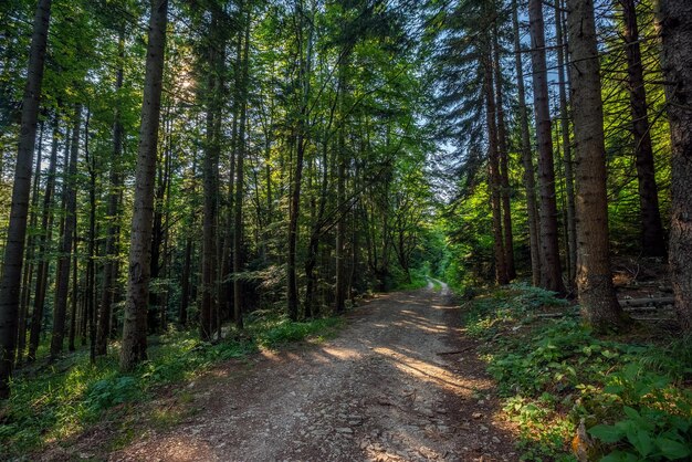 Camino de tierra en bosque de pinos de verano