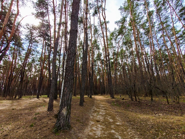 Camino de tierra en un bosque de pinos