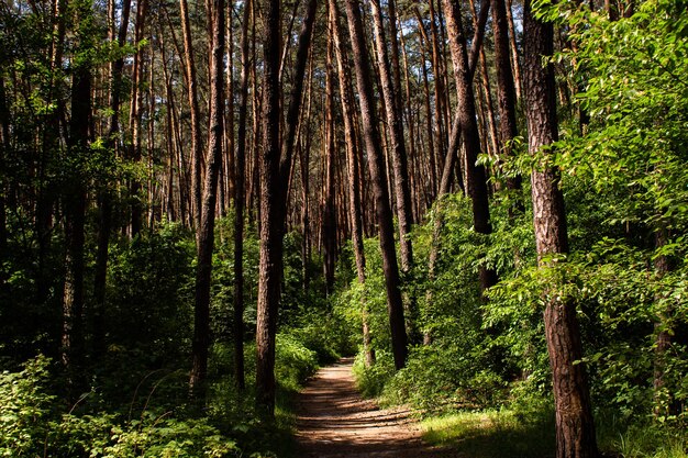 Camino de tierra en un bosque de pinos