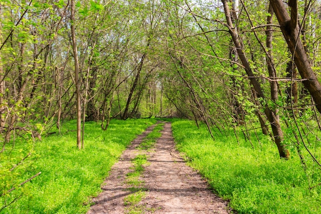 Camino de tierra en un bosque verde en primavera