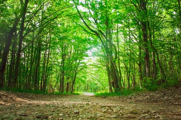 Camino de tierra en el bosque verde de primavera