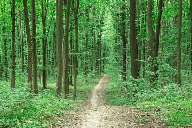 Camino de tierra en bosque verde