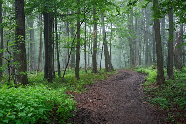 Camino de tierra por el bosque