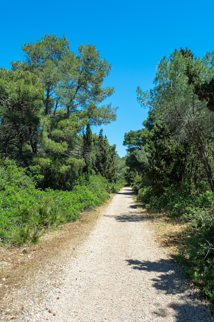 camino de tierra en el bosque