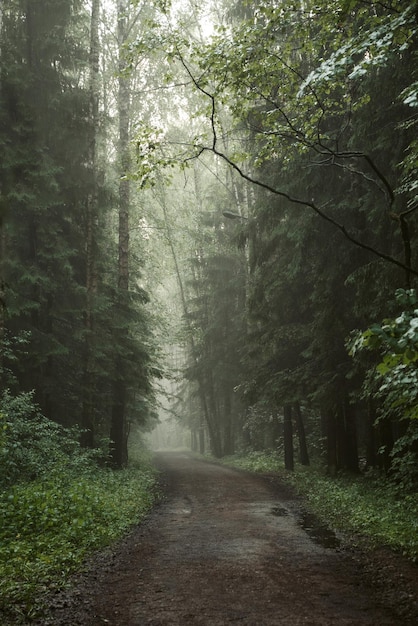 Camino de tierra brumoso a través del paisaje místico del bosque de coníferas