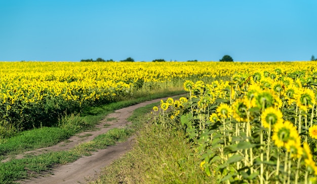 Camino de tierra en un campo de girasoles en la región de Kursk de Rusia