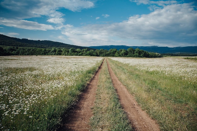 Camino de tierra entre un campo de margaritas en un valle pintoresco