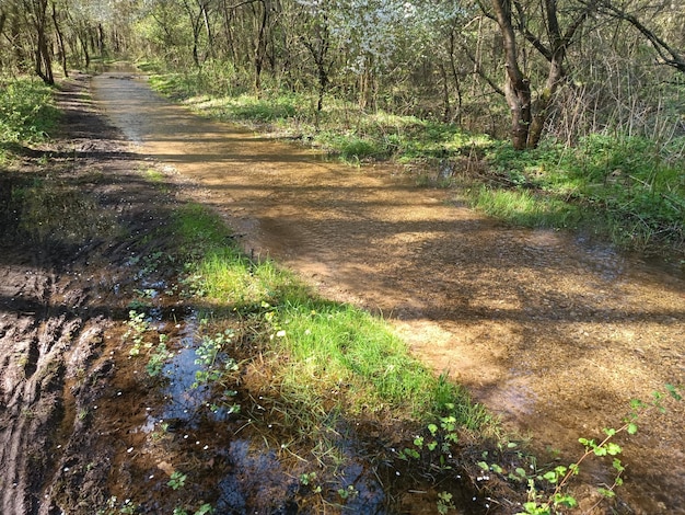 Un camino de tierra con un charco de agua