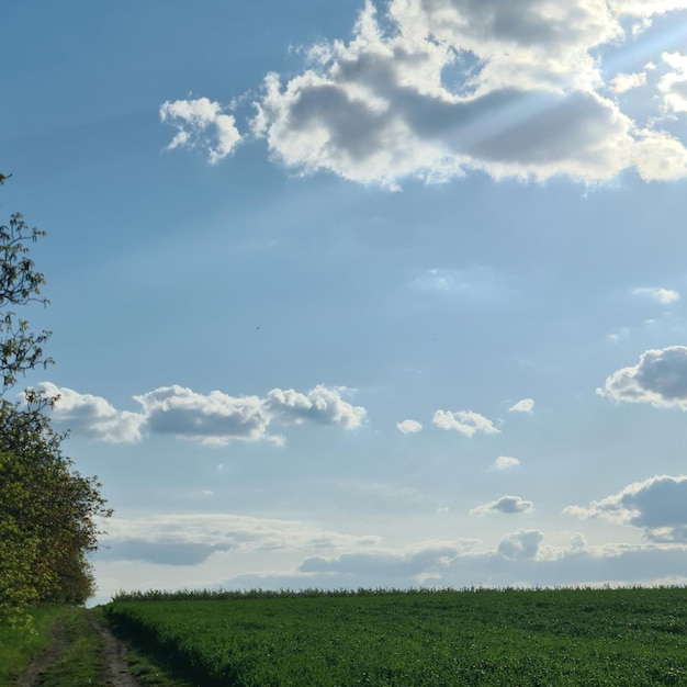 Un camino de tierra conduce a un campo con un árbol en primer plano y un cielo azul con nubes.
