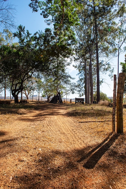 Camino de tierra en un día soleado con la sombra de los árboles y el cielo azul de fondo