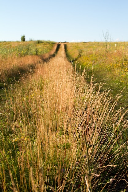 camino de tierra de dos pistas en una pradera de hierba floreciente