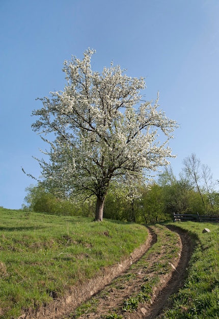 El camino de tierra está en las montañas. Hermoso paisaje primaveral con árbol en flor.