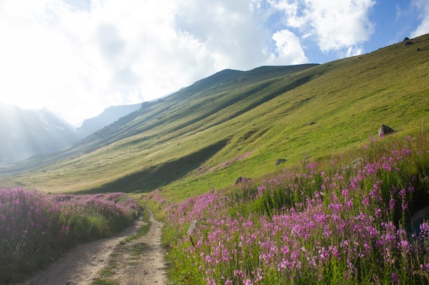 Camino de tierra y flores en las montañas.