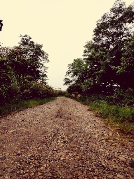 Camino de tierra a lo largo de árboles y plantas contra el cielo