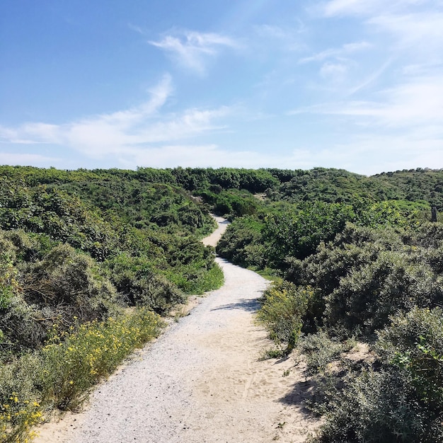 Foto camino de tierra a lo largo de plantas y árboles contra el cielo