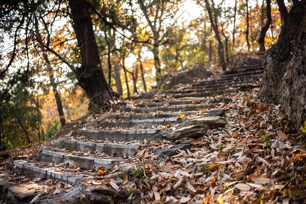 Foto camino de tierra en medio de árboles en el bosque durante el otoño