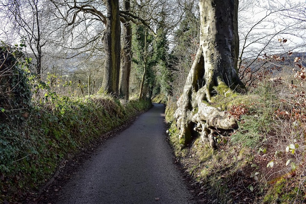 Camino de tierra en medio de árboles en el bosque