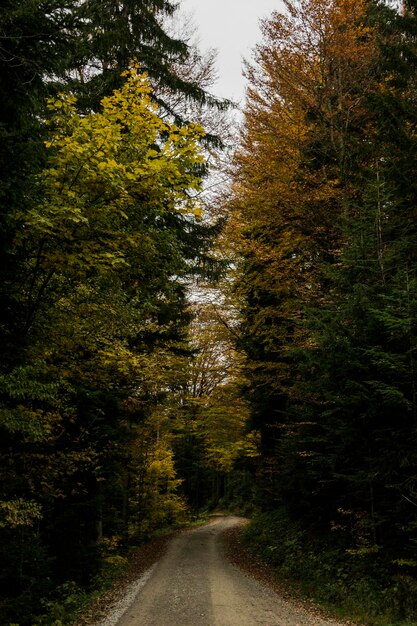 Foto camino de tierra en medio de árboles en el bosque