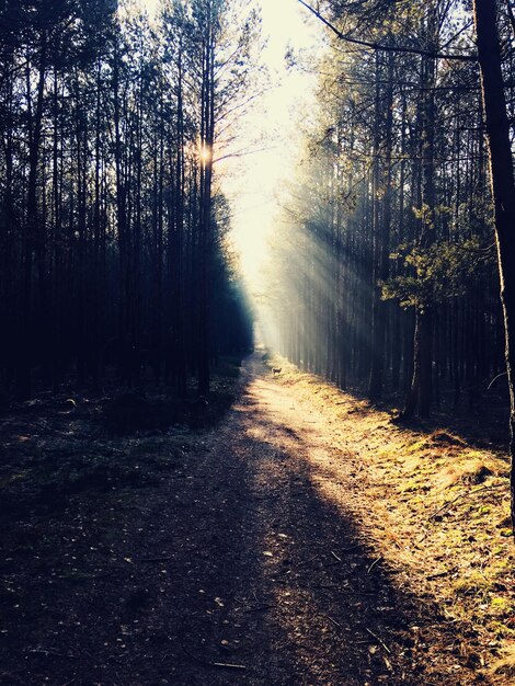 Camino de tierra en medio de árboles en el bosque