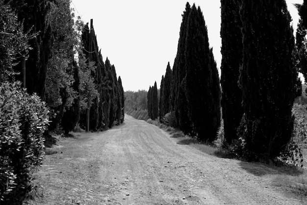 Foto camino de tierra en medio de árboles contra un cielo despejado