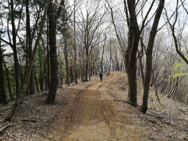 Foto camino de tierra en medio de árboles desnudos en el bosque