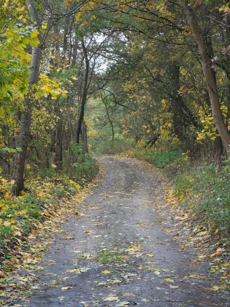 Foto camino de tierra en medio de árboles durante el otoño