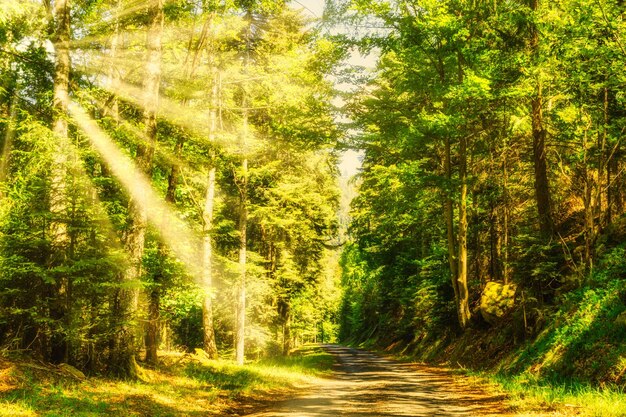 Foto camino de tierra en medio de pinos en el bosque