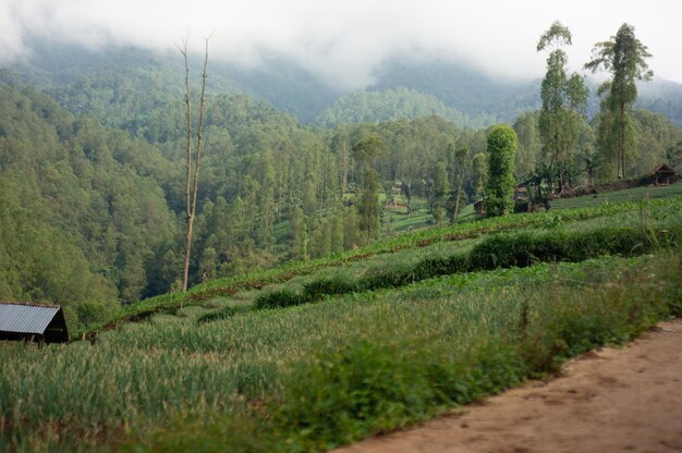 Un camino de tierra en las montañas con vistas a las plantaciones de té.