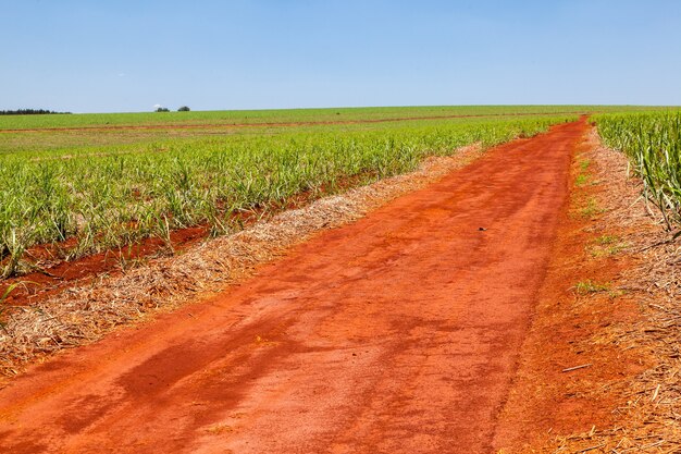 Camino de tierra naranja rural en la plantación de caña de azúcar con cielo azul y horizonte lejano