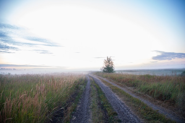 Camino de tierra en la niebla al amanecer de verano