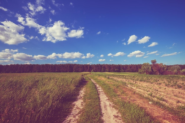 Camino de tierra del país en un campo en verano