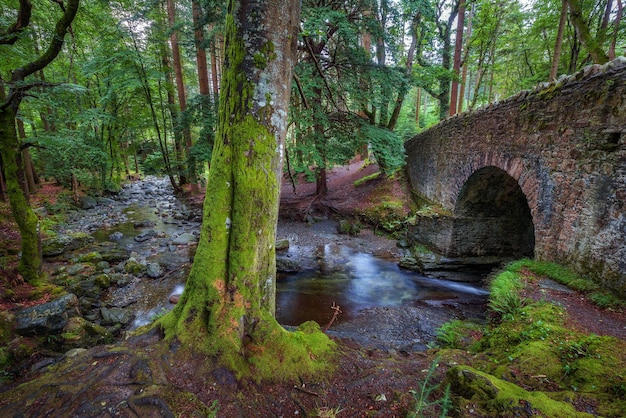 Camino de tierra en el Parque Forestal Tollymore