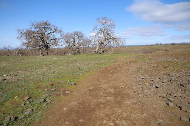 un camino de tierra con unos pocos árboles y un cielo con nubes