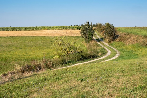 Camino de tierra entre prados verdes