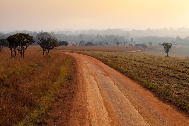 Camino de tierra que atraviesa el bosque de principios de la primavera en una mañana nublada en Thung Salang Luang