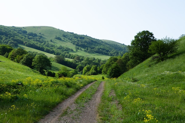 Camino de tierra que conduce al bosque.