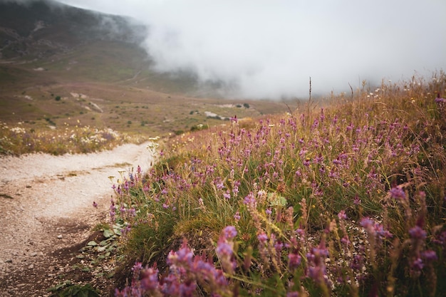 Camino de tierra que conduce a la montaña a través de flores.