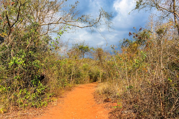 Camino de tierra rodeado de la vegetación típica del estado de Minas Gerais en Brasil