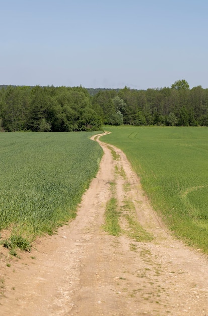 Un camino de tierra rural en un campo con plantas