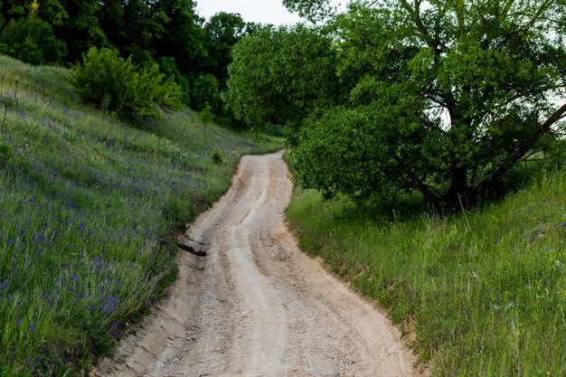 Camino de tierra seco de verano en una colina verde con un primer plano de árbol con enfoque selectivo y desenfoque