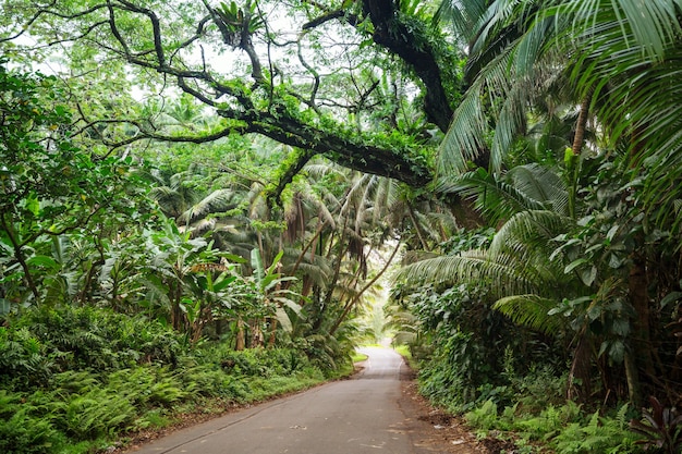 Camino de tierra en la selva remota en Big Island, Hawaii