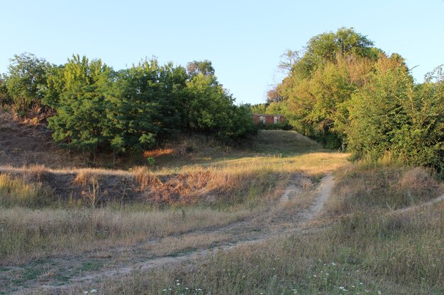 Un camino de tierra a través de un área de césped con árboles