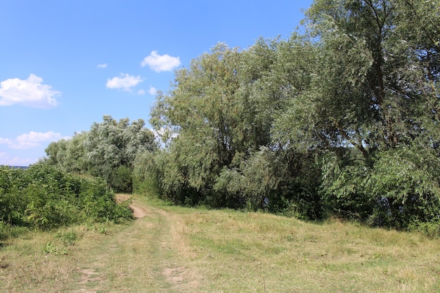 Un camino de tierra a través de un área de césped con árboles