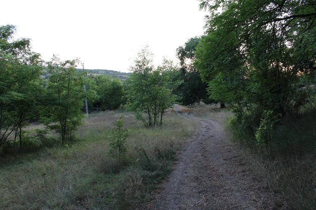 Un camino de tierra a través de un área cubierta de hierba