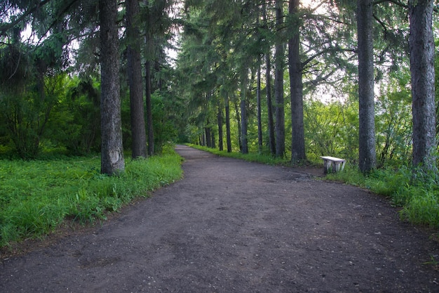 Camino de tierra a través de un bosque de pinos con bancos