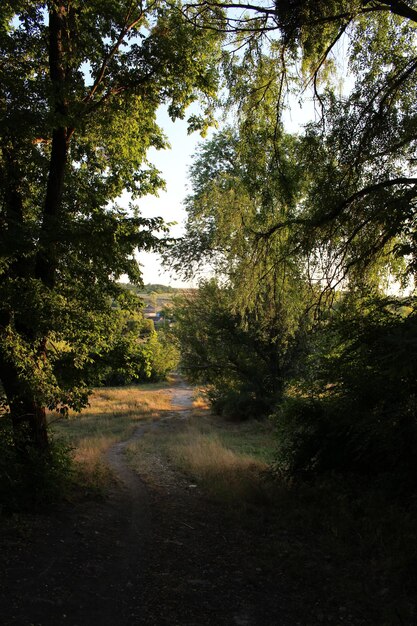 Un camino de tierra a través de un bosque